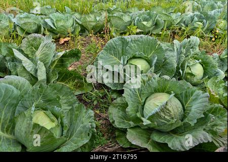 Rows of cabbage. Harvesting cabbage at Burger's farm in Drums, Pennsylvania. Burger's Family farm works with other farmers in the community to sell a variety of fruits and vegetables. Stock Photo