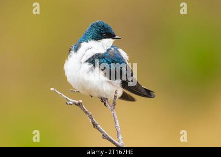 Tree Swallow perched at Potter Marsh in Southcentral Alaska. Stock Photo