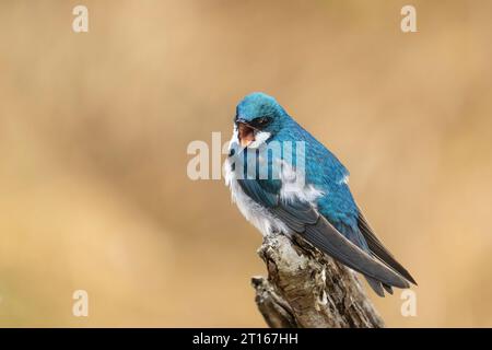 Tree Swallow vocalizing on perch at Potter Marsh in Southcentral Alaska. Stock Photo