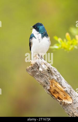 Tree Swallow perched at Potter Marsh in Southcentral Alaska. Stock Photo