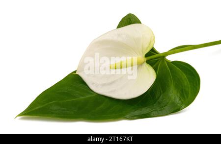 White Anthurium flower isolated on white background Stock Photo