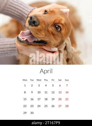 April 2024 year Photo calendar with cute dogs. Annual daily planner template with doggy pets. The week starts on Monday Stock Photo