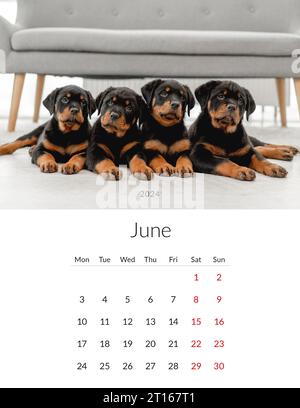 June 2024 year Photo calendar with cute dogs. Annual daily planner template with doggy pets. The week starts on Monday Stock Photo