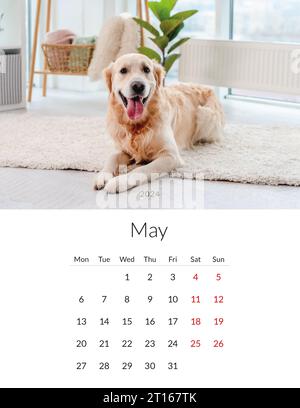May 2024 year Photo calendar with cute dogs. Annual daily planner template with doggy pets. The week starts on Monday Stock Photo