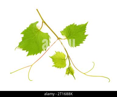 Vine branch isolated on white background Stock Photo