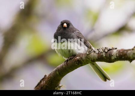 Dark-eyed Junco perched on tree in Southcentral Alaska. Stock Photo