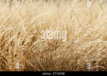 Grass waving in the wind Stock Photo