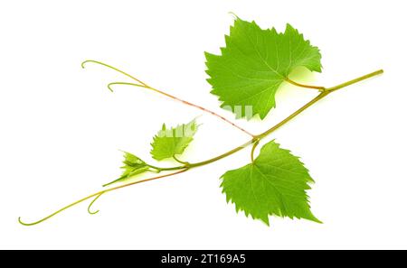 Vine branch isolated on white background Stock Photo