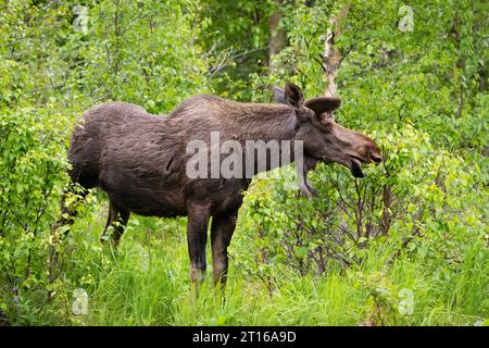 Bull Moose foraging in Southcentral Alaska. Stock Photo