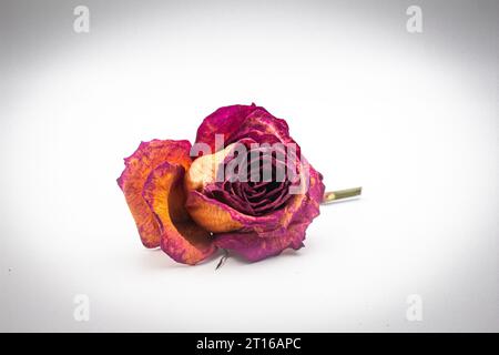 dried rose on a white background, dry rose on a white background Stock Photo