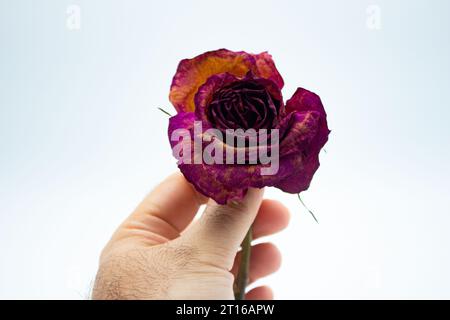 Hand holding a dried rose on a white background, close-up Stock Photo