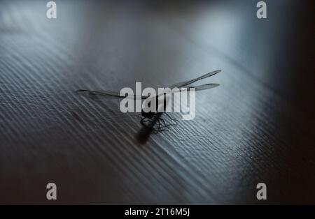 Silhouette of dragonfly in reverse light.  Close up Stock Photo
