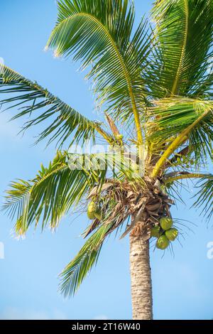 Golden sands meet turquoise waves in this Hawaiian paradise. Palm trees sway under the endless blue sky, inviting you to unwind on the tranquil beach. Stock Photo