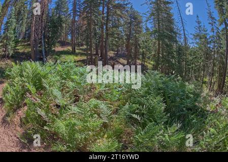 A fern filled gully along the Ken Patrick Trail at Grand Canyon North Rim Arizona. Stock Photo