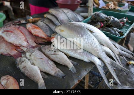 Freshwater fish are sold in the market. One example is milkfish and mullet. This fish has many spines but the taste of the meat is delicious. Stock Photo