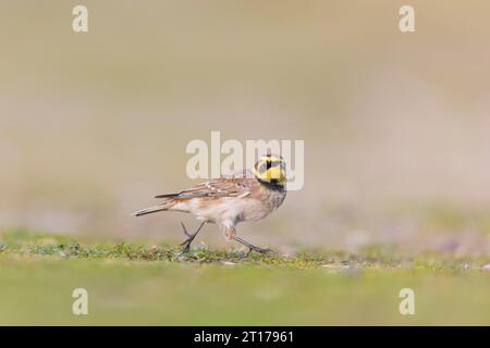 Shore lark Eremophila alpestris, winter plumage adult running on coastal grassland, Suffolk, England, October Stock Photo