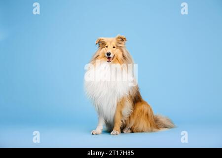 Cute Rough Collie dog on blue background Stock Photo