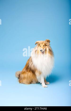 Cute Rough Collie dog on blue background Stock Photo