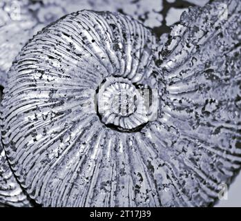 Fossilized ammonite background Stock Photo