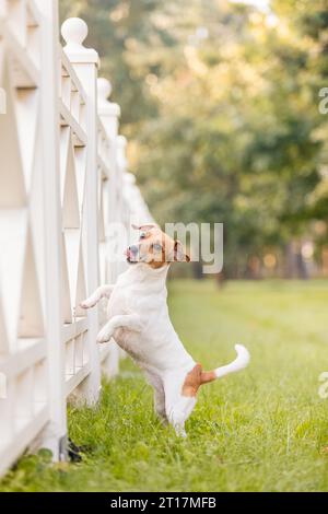 Dogs of the Jack Russell terrier breed on a walk in the park. Dog in green grass. Stock Photo