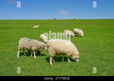 Schafe am Deich nahe Achsum, Sylt, Schleswig-Holstein, Deutschland Stock Photo