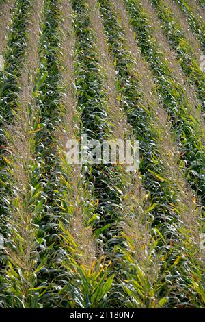 A field of Sweet Corn, Northamptonshire, England, UK Stock Photo