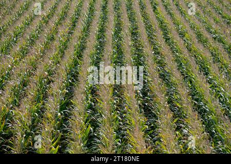 A field of Sweet Corn, Northamptonshire, England, UK Stock Photo