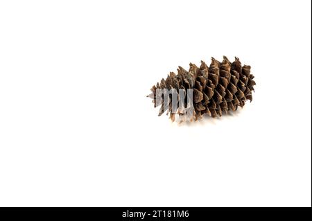 decorative dry pine cone isolated on white Stock Photo