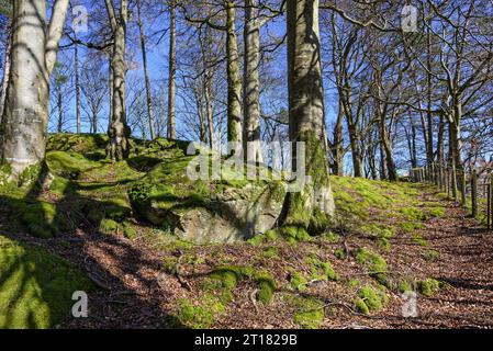 Cumbria, England, UK. Trees and rocks coveren in moss in the North Western Lake District near Bassenthwaite Stock Photo