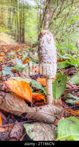 Large lawyers wig white mushroom growing between leafs in the forest. Coprinus comatus. Aargau, Switzerland Stock Photo