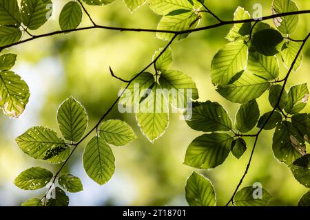 A low angle view of beech leaves in the early summer sunshine Stock Photo