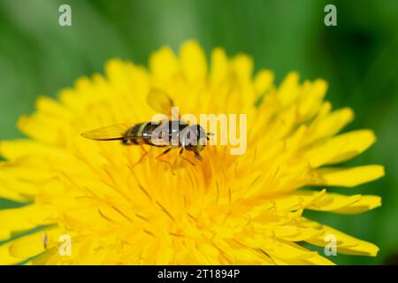 hoverfly on dandelion Stock Photo