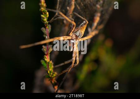 Nursery web spider in heather Stock Photo