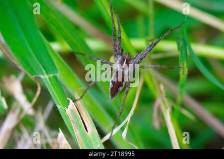Nursery web spider sitting in the grass Stock Photo