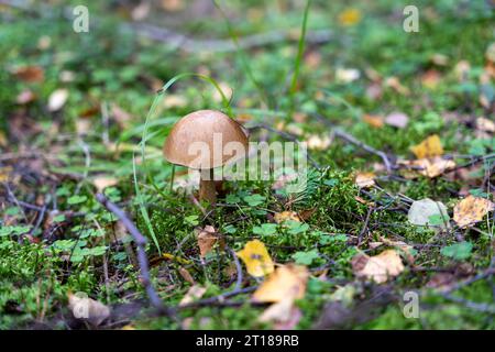 Leccinum scabrum, commonly known as the rough-stemmed bolete, scaber stalk, and birch bolete mushroom in forest Stock Photo