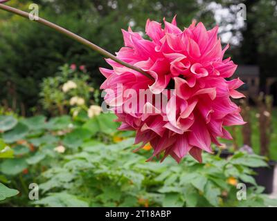 Close up of the back of a Dahlia 'Penhill Dark Monarch' flower, its stem bending with the weight of the flowerhead, in a British garden Stock Photo