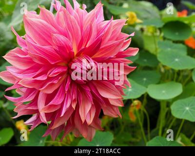 Landscape close up of the dinner plate Dahlia flower 'Penhill Dark Monarch' growing in a cottage garden against a background of nasturtiums Stock Photo