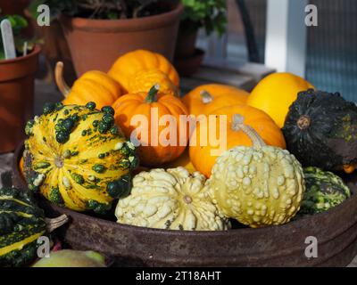 Close up of a tray of decorative and ornamental mini pumpkins and gourds in a greenhouse in October in Britain Stock Photo