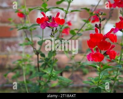 Close up of the bright pink & red flowers of Salvia microphylla 'Wine and Roses' against a vintage brick wall background in an English country garden Stock Photo