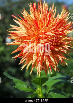 Close up of the flowerhead of Dahlia 'Rejmans Firecracker', an orange cactus flower dahlia with streaks of red (fimbriata type) in an autumn garden Stock Photo