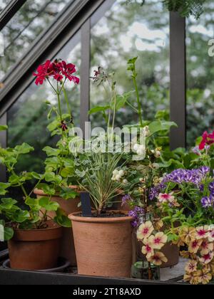 Potted pelargoniums, geraniums and other late summer / autumn flowers on a shelf in a traditional greenhouse in Britain Stock Photo