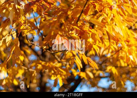 Looking up at spectacular orange fall colors in a three flowered maple tree Stock Photo