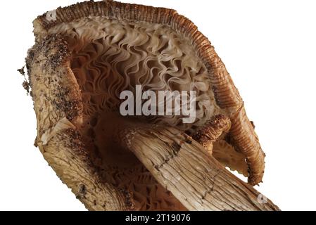 Vertrocknete Pilze, Gemeiner Rotfußröhrling (?) Stock Photo