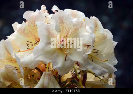 Pale Yellow Rhododendron 'Wind River' Flowers grown in the Himalayan Garden & Sculpture Park, North Yorkshire, England, UK. Stock Photo