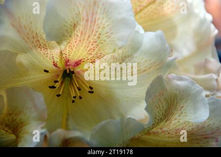 Pale Yellow Rhododendron 'Wind River' Flowers grown in the Himalayan Garden & Sculpture Park, North Yorkshire, England, UK. Stock Photo