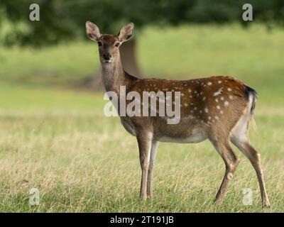 A female, doe, European fallow deer, Dama dama, also known as the common fallow deer or simply fallow deer in profile, looking at the camera. Stock Photo