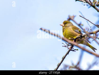 The Greenfinch (Chloris chloris), a Dublin resident, captured in the natural beauty of Ireland's capital. Stock Photo