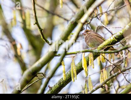 The Greenfinch (Chloris chloris), a Dublin resident, captured in the natural beauty of Ireland's capital. Stock Photo