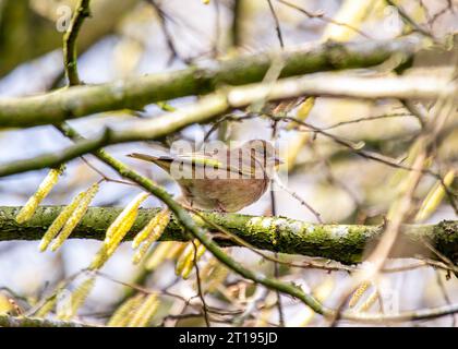 The Greenfinch (Chloris chloris), a Dublin resident, captured in the natural beauty of Ireland's capital. Stock Photo