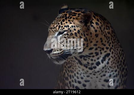 Close-up portrait of a Javan Leopard Stock Photo
